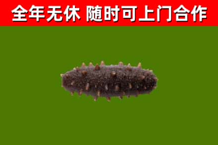 上蔡县烟酒回收干海参.jpg